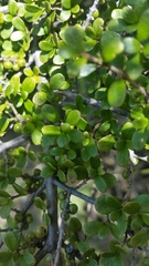 Coprosma parviflora