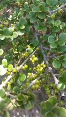 Coprosma parviflora
