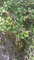 Coprosma parviflora