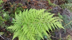 Loxsoma cunninghamii