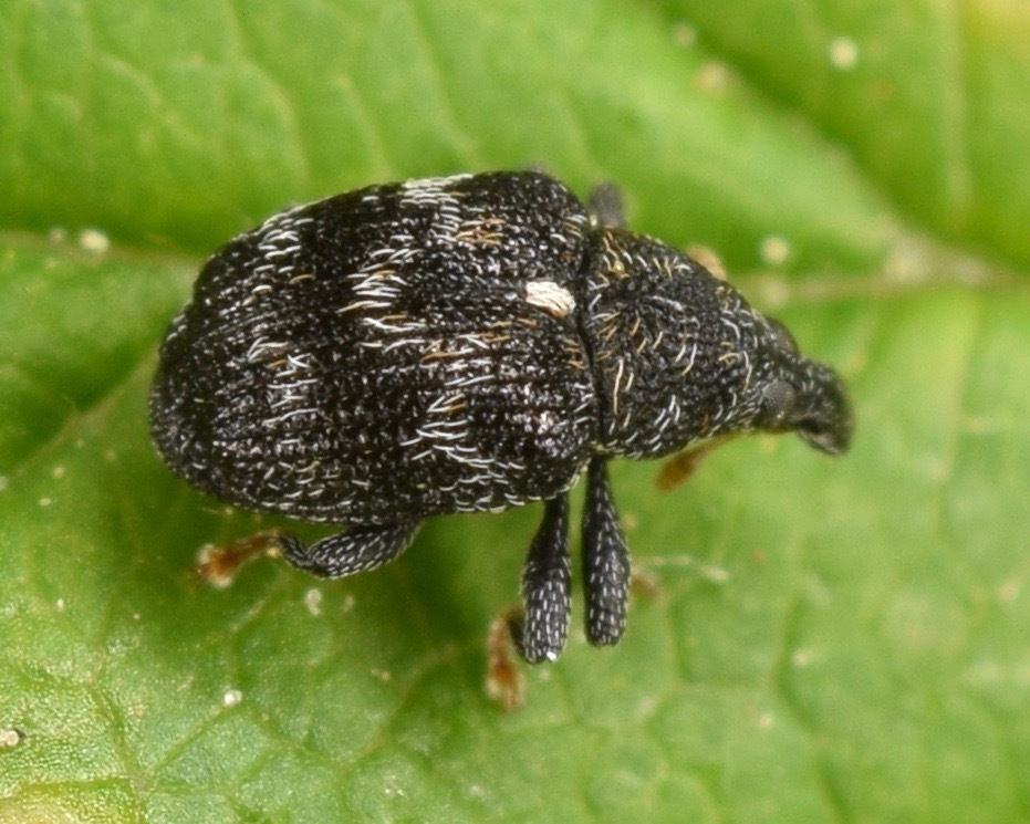 Piazorhinus scutellaris