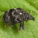Piazorhinus scutellaris - Photo (c) skitterbug, algunos derechos reservados (CC BY), subido por skitterbug