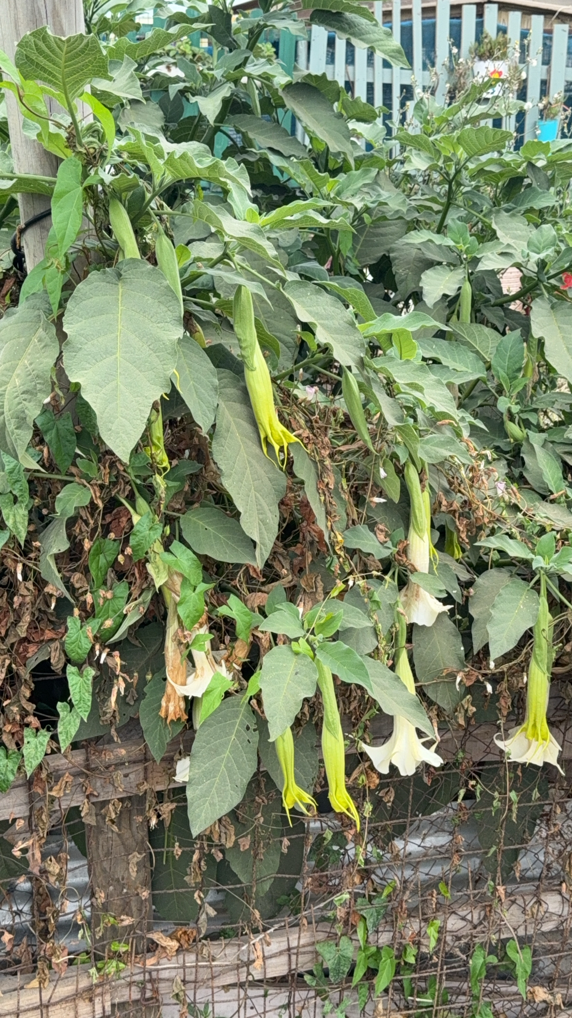 Foto de Brugmansia arborea (L.) Steud.