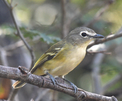 Vireo cassinii lucasanus