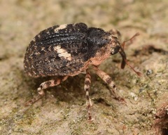 Eubulus bisignatus