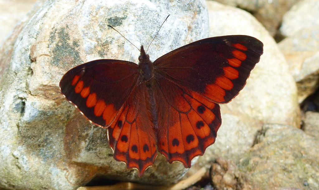 Lasiophila parthyene