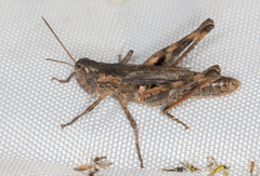 Chorthippus macrocerus