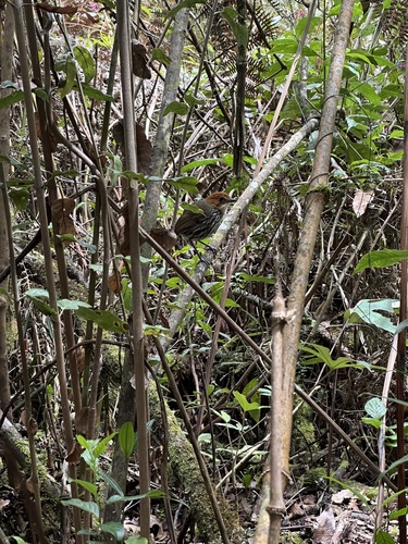 Chestnut-crowned Antpitta (Grallaria ruficapilla), photo 2