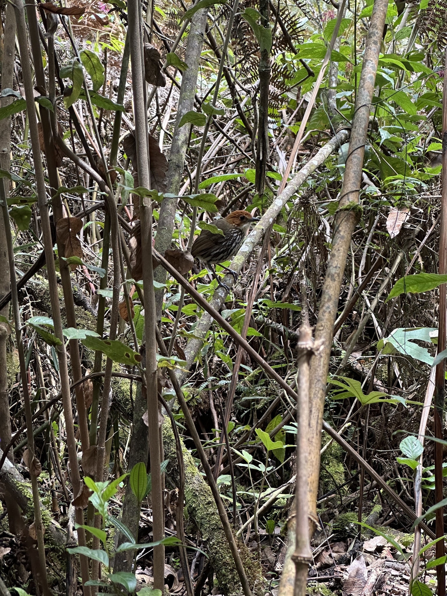Chestnut-crowned Antpitta (Grallaria ruficapilla), photo 2