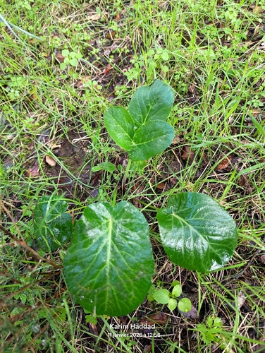 Magydaris pastinacea, photograph 4