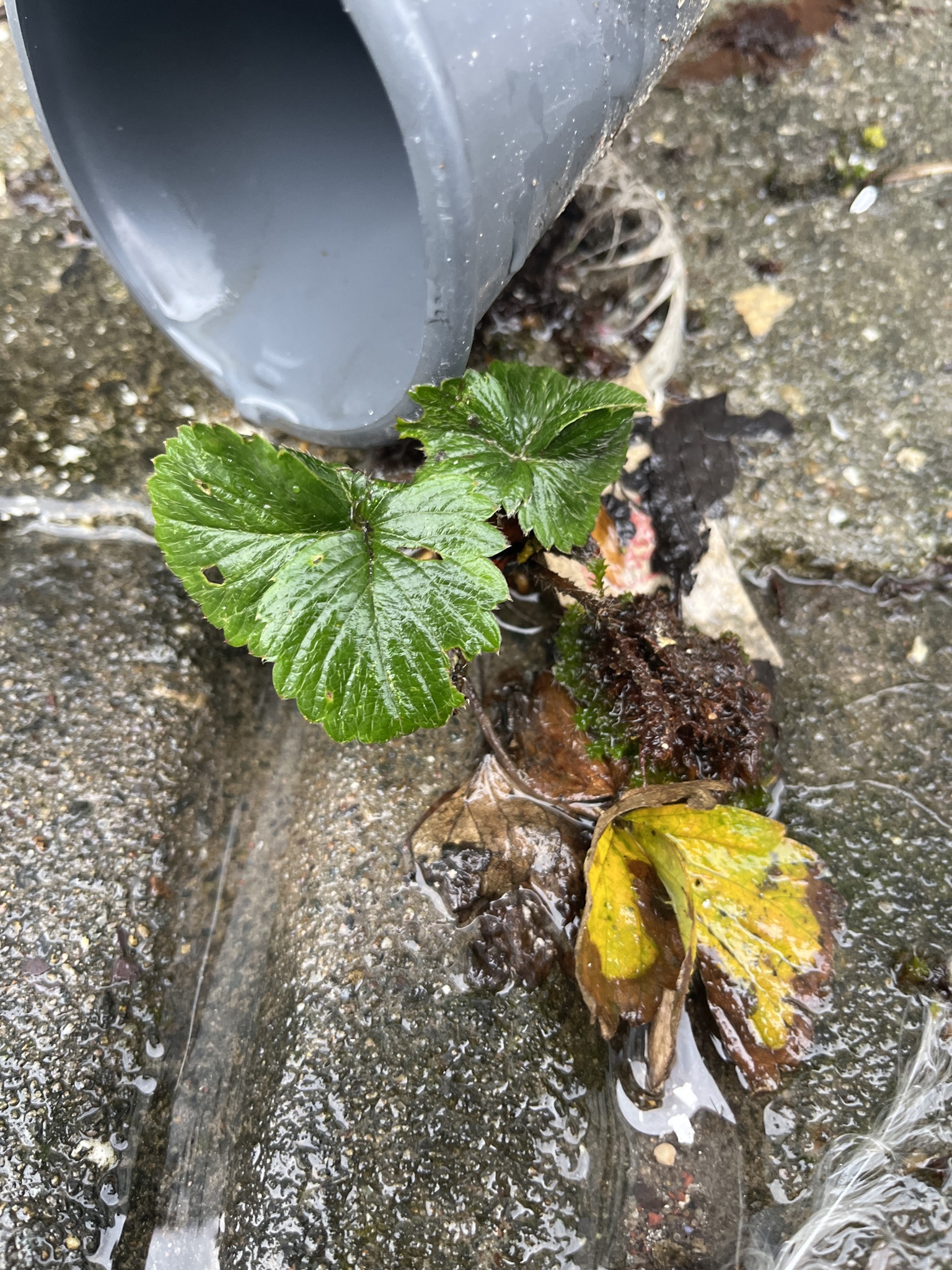 Strawberry flowers and developing green fruit