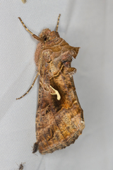 Autographa mandarina