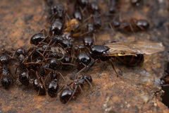 Camponotus nipponensis