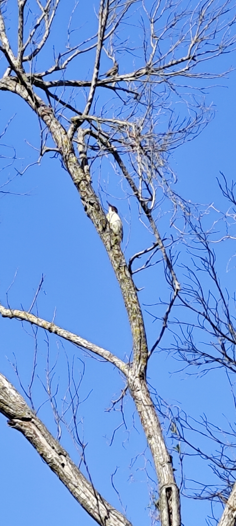 Iberian Green Woodpecker (Picus sharpei), photo 9