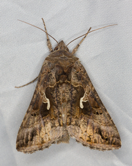 Autographa mandarina