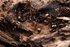 Camponotus nipponensis