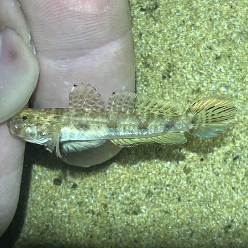 Darter goby (Ctenogobius boleosoma) — Gobiidae
