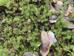 Selaginella hansenii