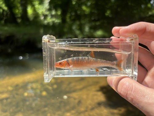 Rosefin shiner (Lythrurus ardens) — Cyprinidae — 5