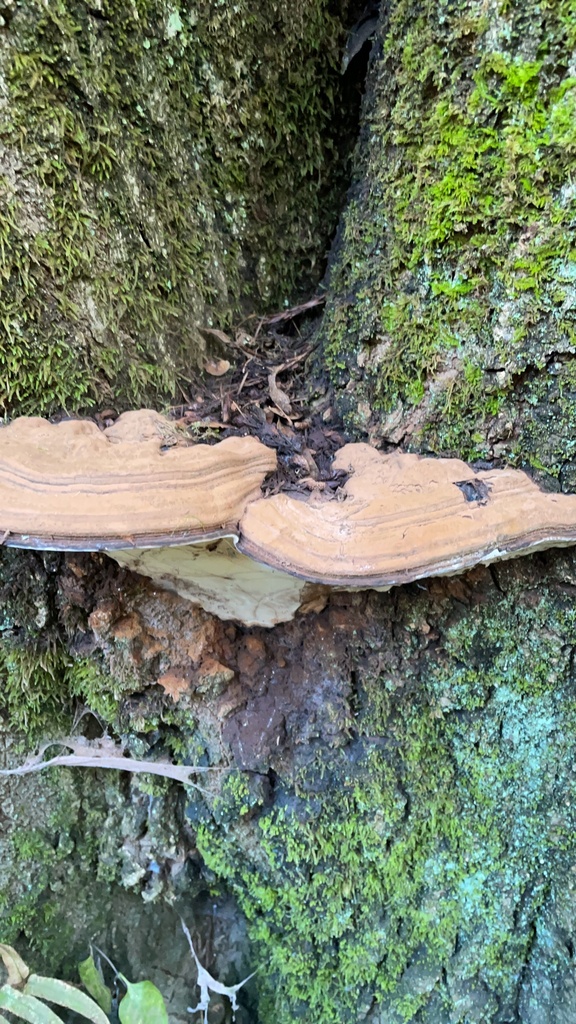 Ganoderma brownii · January 2026 · photo: © dkincmbria (iNaturalist, cc0)