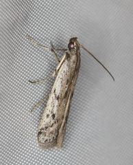 Phycitodes binaevella