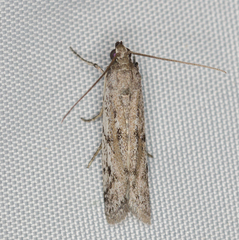 Phycitodes binaevella