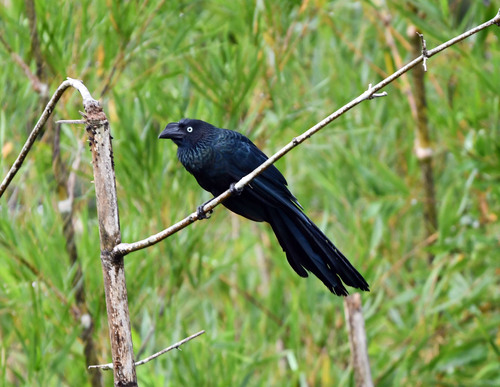 Greater Ani (Crotophaga major), photo 5