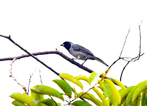Black-faced Tanager (Schistochlamys melanopis), photo 1