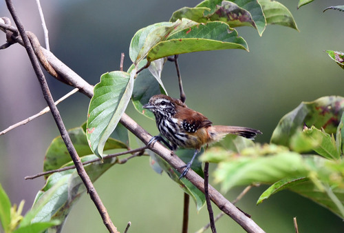 Rusty-backed Antwren (Formicivora rufa), photo 2