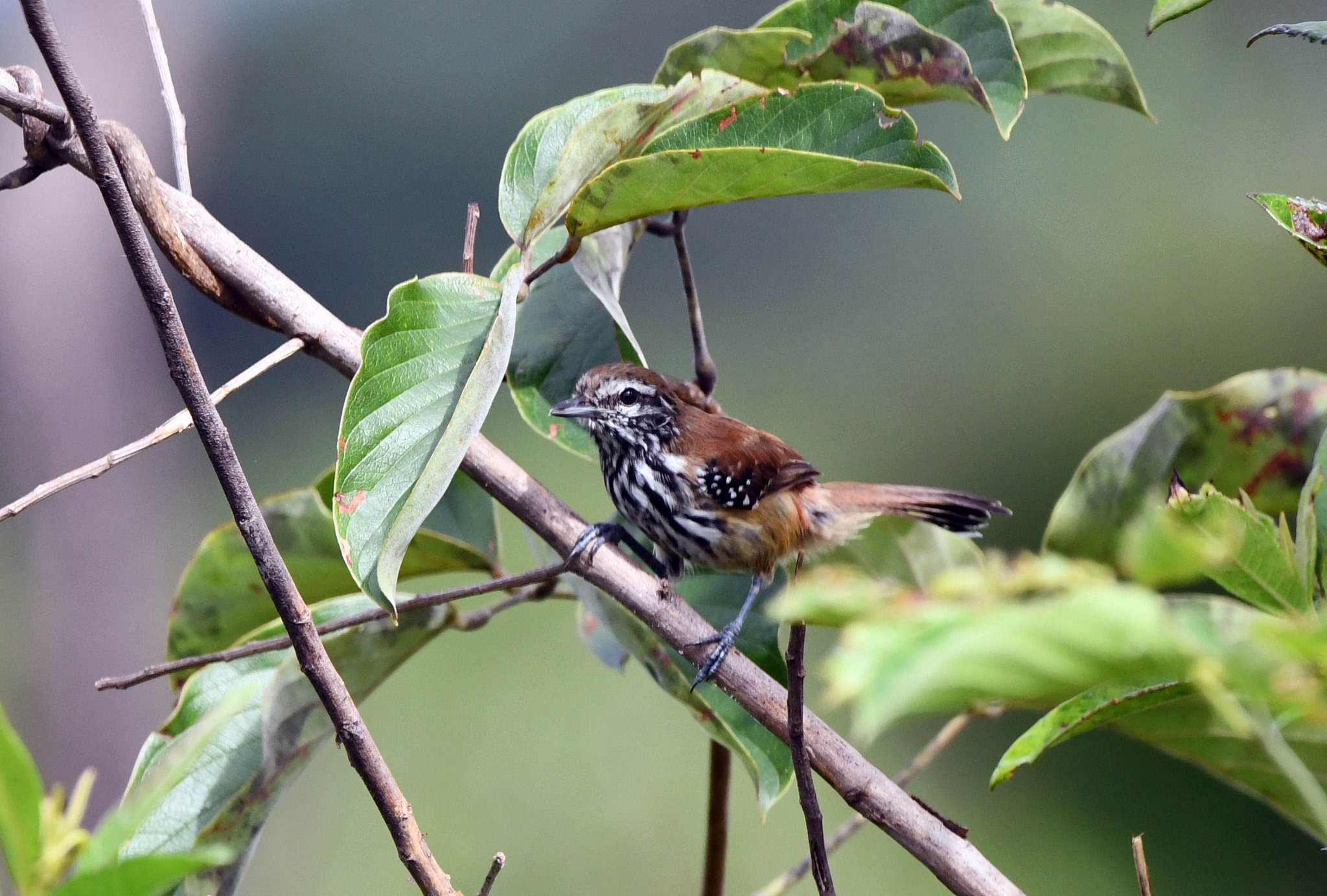 Rusty-backed Antwren (Formicivora rufa), photo 2