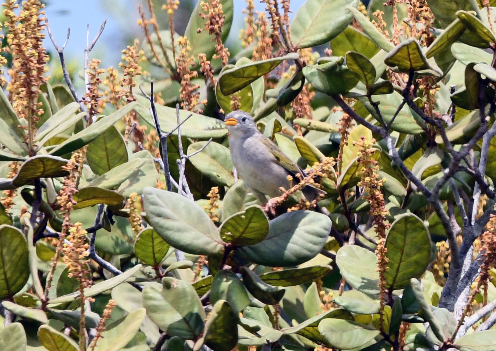 Wedge-tailed Grass Finch (Emberizoides herbicola), photo 2