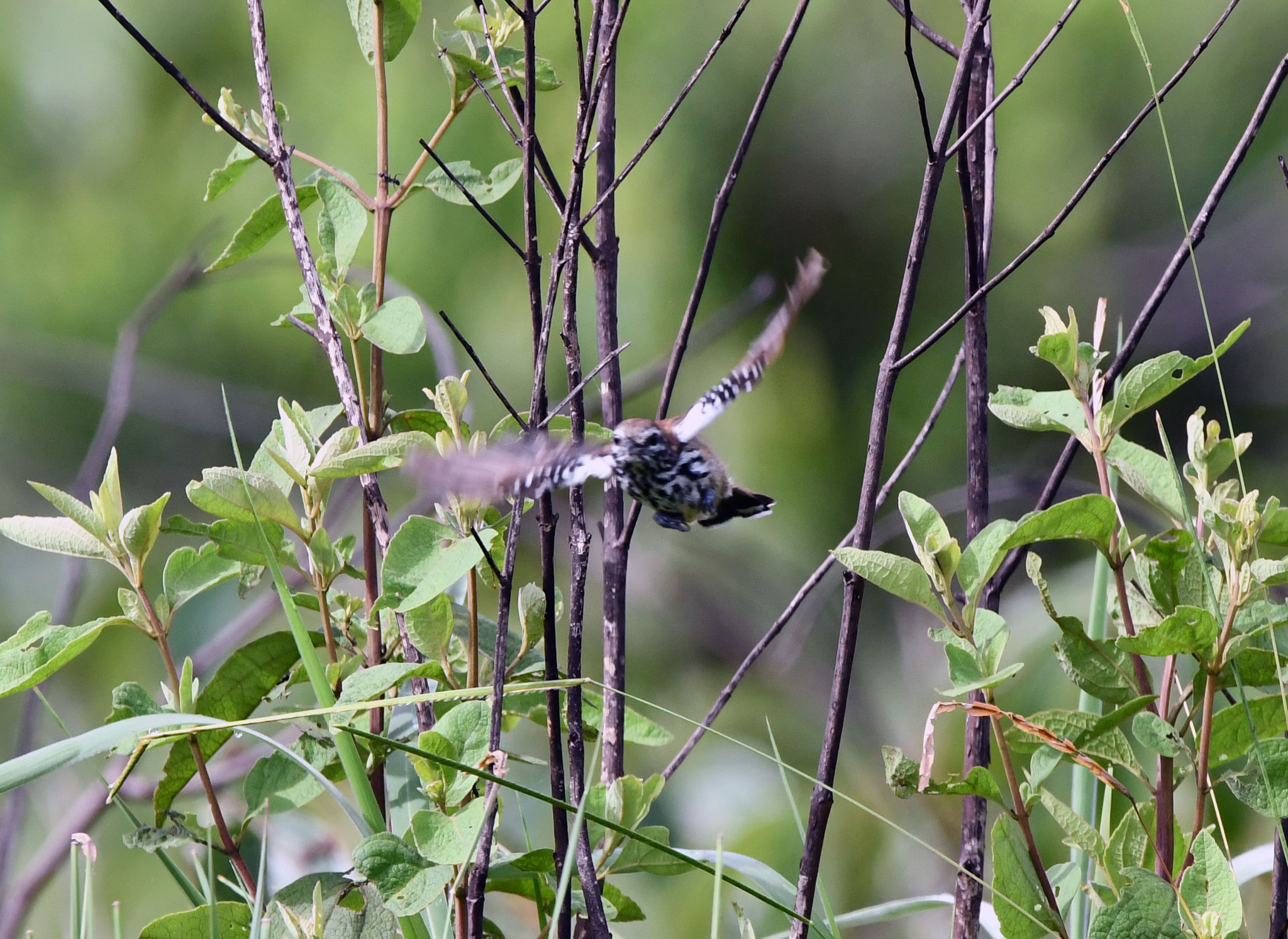 Rusty-backed Antwren (Formicivora rufa), photo 1