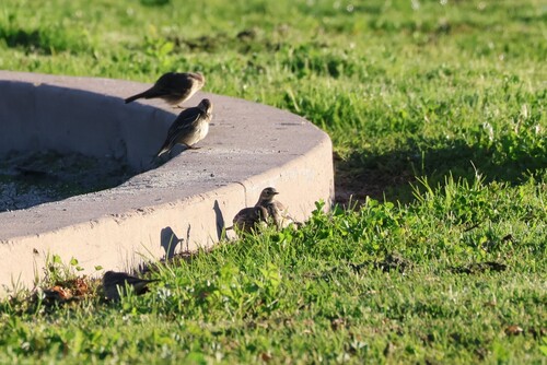 American Pipit (Anthus rubescens), photo 5