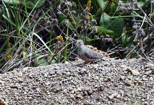 Common Ground Dove (Columbina passerina), photo 8