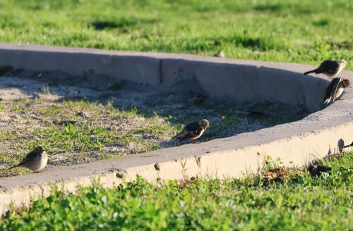 American Pipit (Anthus rubescens), photo 6