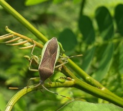 Coreinae