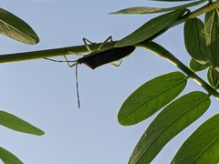 Coreinae