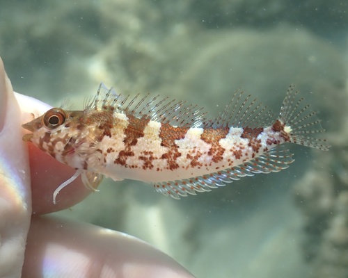 Zadelslijmvis (Malacoctenus triangulatus) — Labrisomidae — 2