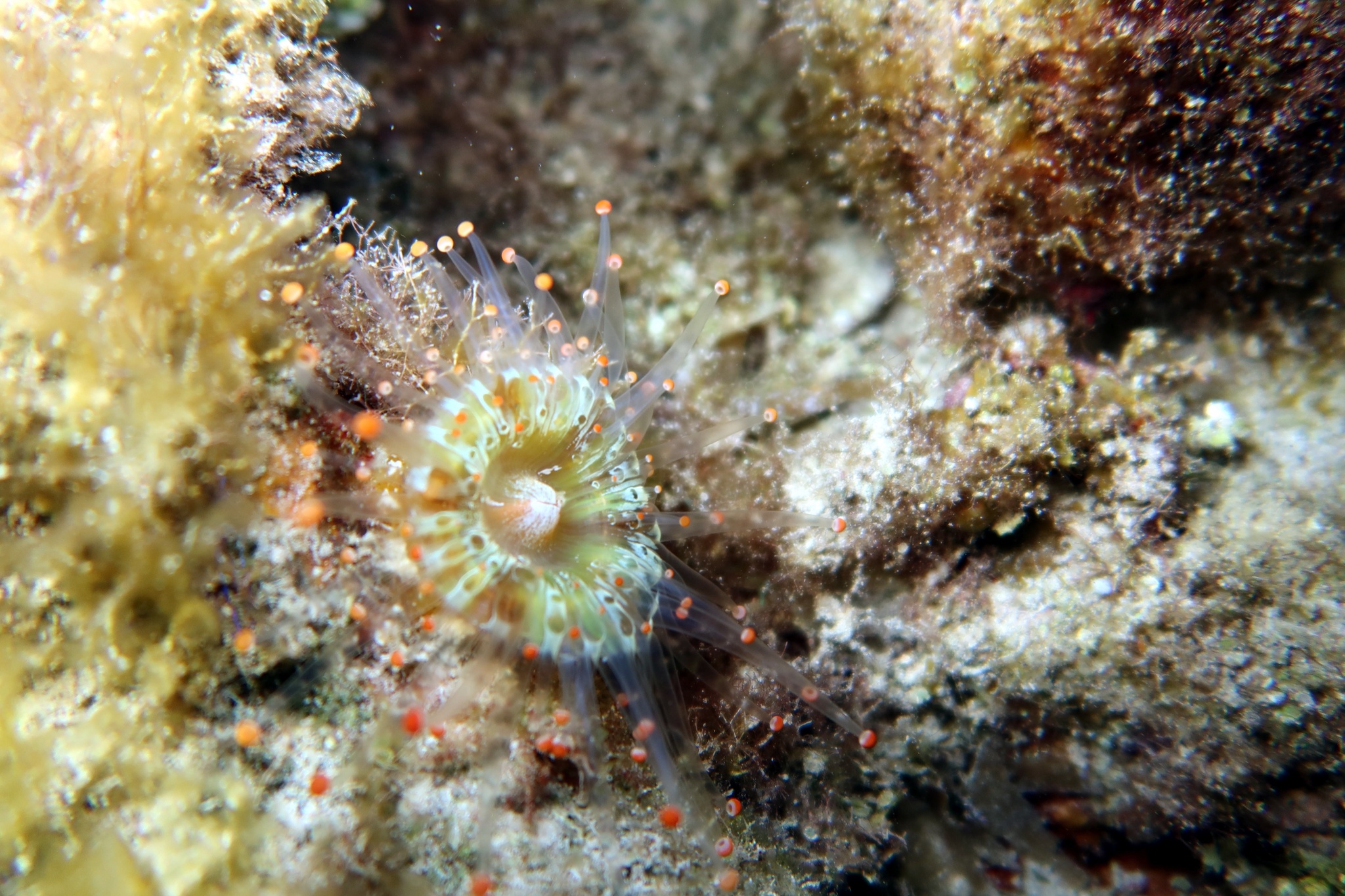 Pseudocorynactis caribbeorum Den Hartog, 1980