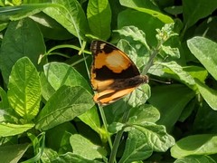 Junonia hierta cebrene