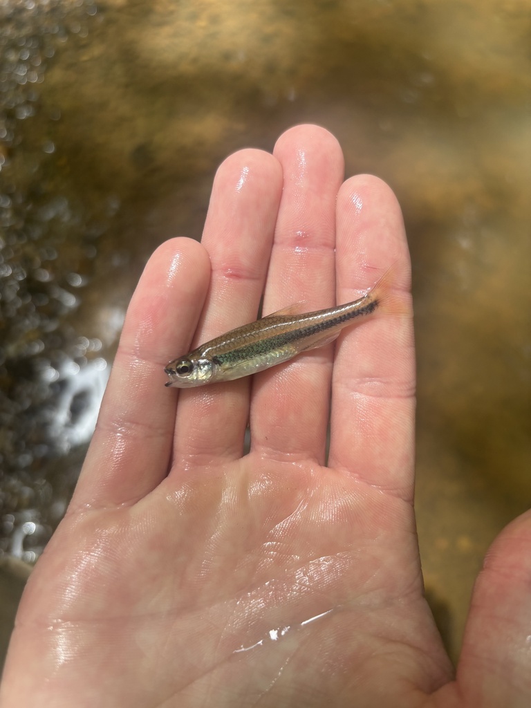 Highfin Shiner