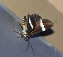 Coenotoca subaspersa