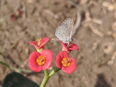 Zizeeria knysna knysna