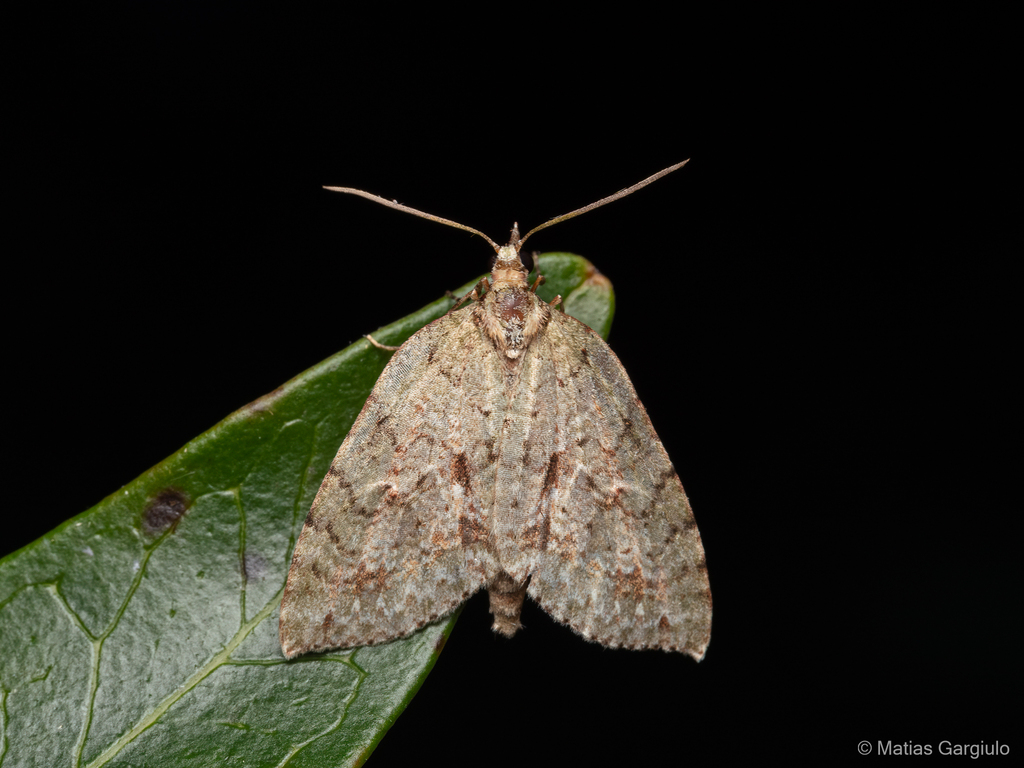 Hoplosauris alba