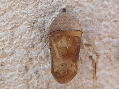 Lepidoptera