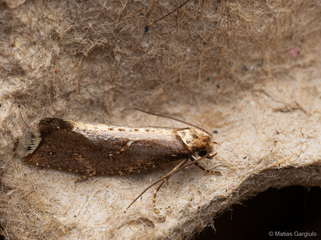 Palaephatus fusciterminus