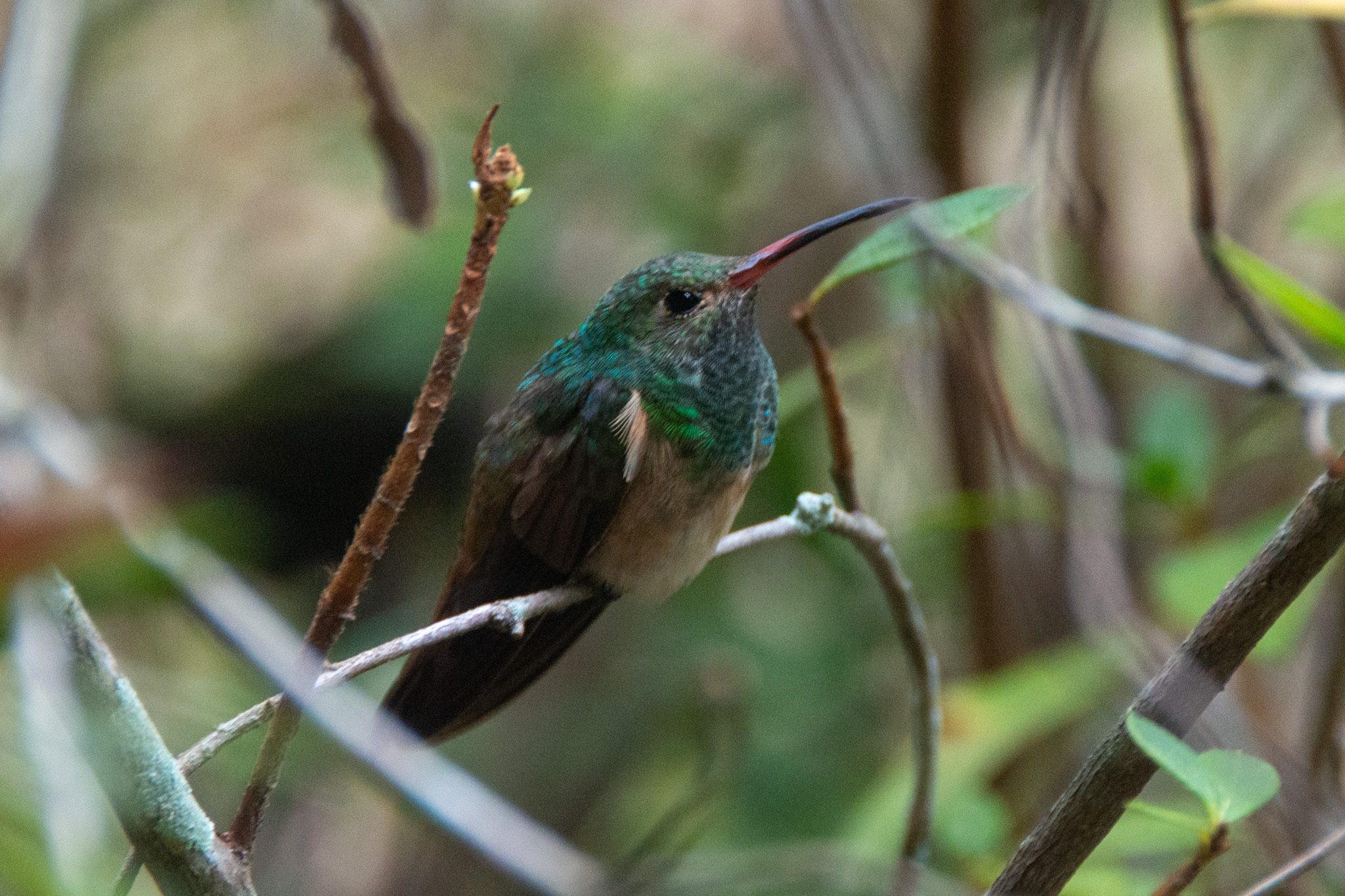 Buff-bellied Hummingbird (Amazilia yucatanensis), photo 3