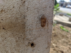 Lepidoptera