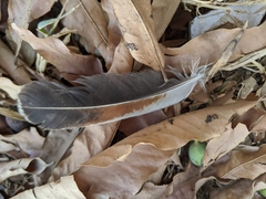 Gallus gallus domesticus