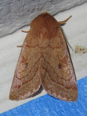 Xylenini